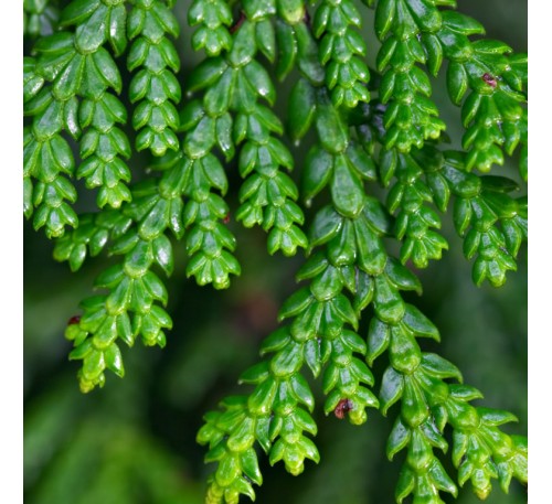 Туевик долотовидный (Thujopsis dolaborata)С2